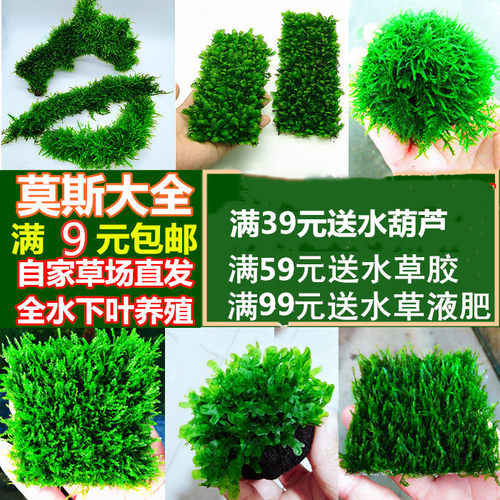 大鹿角苔多少钱 大鹿角苔价格 小麦优选