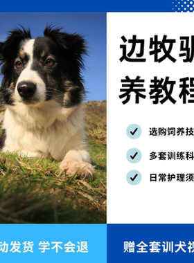 边牧训练方法教程边境牧羊犬驯养技术饲养喂养选购训犬视频教程