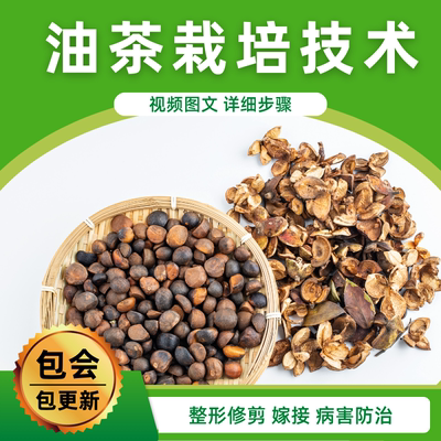 油茶栽培技术视频教程种植嫁接管理修剪油桐病虫害优质高产教学