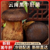 黑牛肝菌云南特产非野生菇菌新鲜食用火锅店炖汤食材 包邮 顺丰