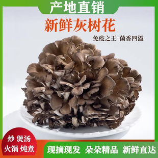 云南新鲜灰树花新鲜舞茸特色食材煲汤火锅新鲜菌菇灰树花现摘现发