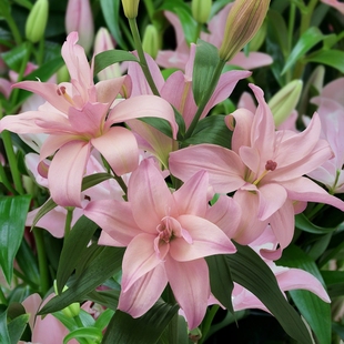 3个包邮进口百合种球-LA系列绿园花开不易消苞耐热耐寒多年生易养