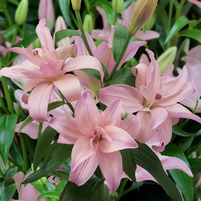 进口一代球包开花对版