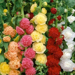 25年现货 进口重瓣蜀葵种子桃子与梦查特系列多年生宿根 绿园花开