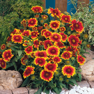 绿园花开天人菊种子耐热耐寒矮杆景观花种春秋播家庭园艺阳台宿根