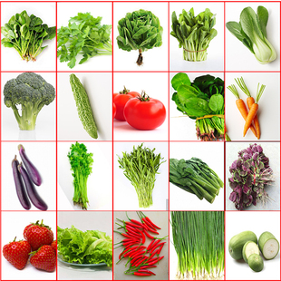 瓜果豆类种子大全蔬菜四季播种阳台庭院盆栽辣椒番茄黄瓜南瓜种籽