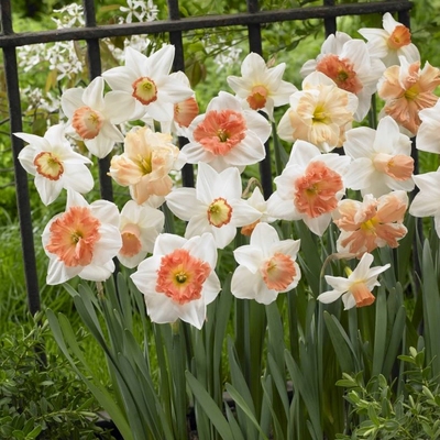 25年现货 进口洋水仙种球水仙花球水培土培盆栽地栽多年生有香味