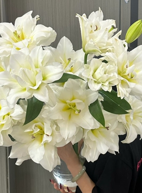 2个包邮 进口百合种球-庭院OT东方月亮绿园花开耐寒多年生易繁殖