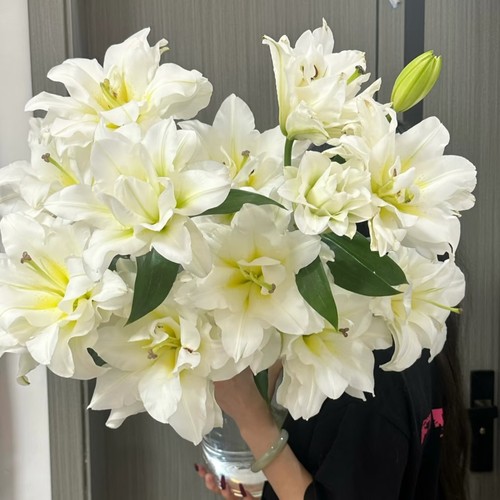 2个包邮 进口百合种球-庭院OT东方月亮绿园花开耐寒多年生易繁殖