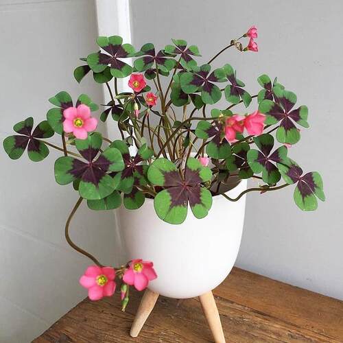 绿园花开春植酢浆草种球