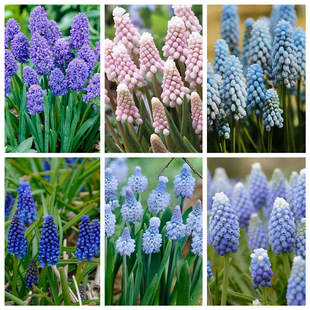 现进口葡萄风信子种球进口多年生球根土培水培均可易繁殖复花