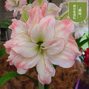 现绿园花开精灵爱神惊奇铃声荷兰进口朱顶红重瓣单瓣阳台盆栽