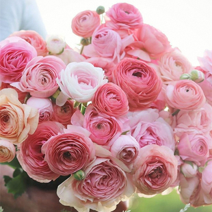 25年现货花谷进口花毛茛种球洋牡丹球根种子阳台宿根花卉绿园花开