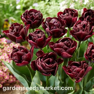 进口郁金香种球自然球绿园花开耐寒庭院阳台可水培糖果王子香奈儿