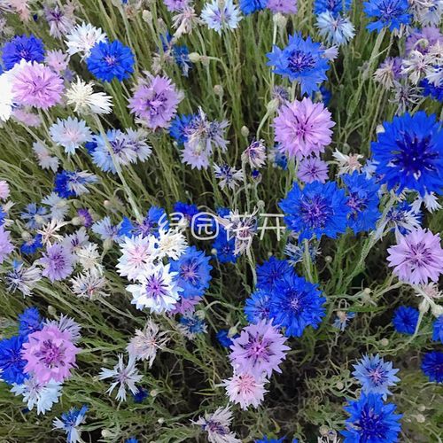 混色绿园花开易活景观秋播矢车菊