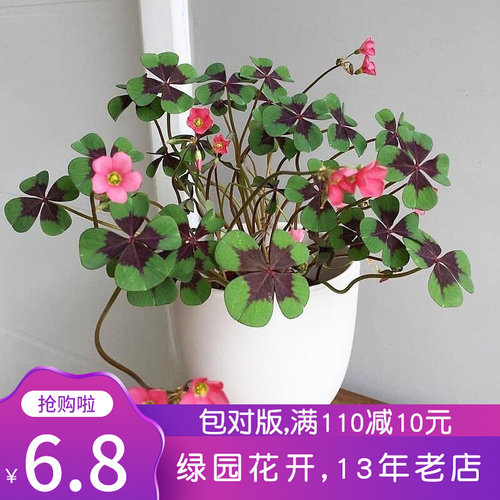 酢浆草春植质量怎么样 酢浆草春植口碑怎么样 小麦优选