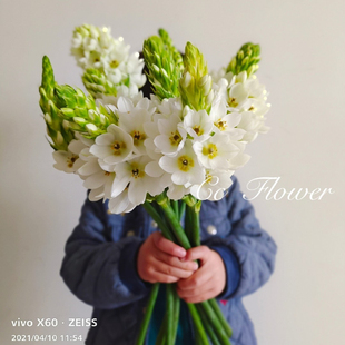 新球 圣心百合种球5球装当年开花 绿园花开 虎眼属多年生球根