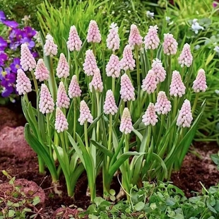 绿园花开 进口葡萄风信子种球进口多年生球根土培水培均可易繁殖