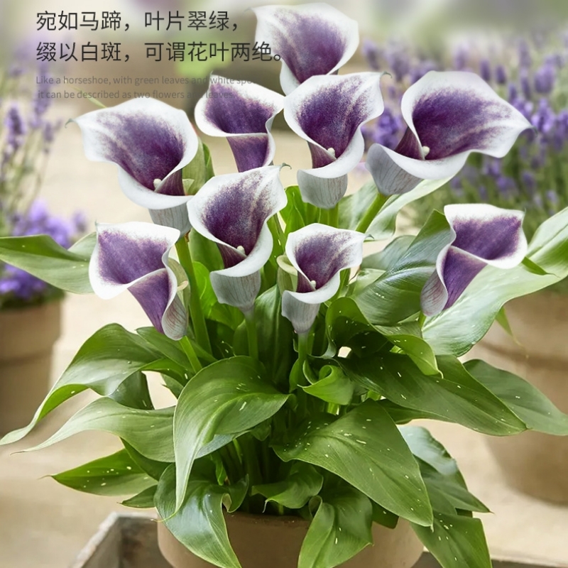 24年新球现货绿园花开进口彩色马蹄莲种球带芽四季阳台盆栽多年生