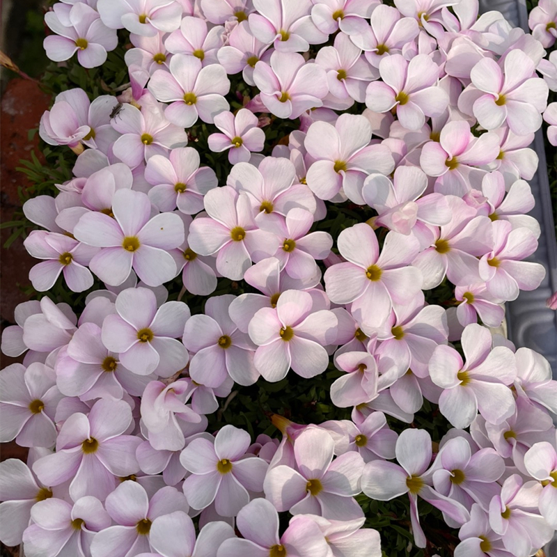 25年早花型酢浆草种球幸运草种子现货庭院阳台盆栽好养易爆盆