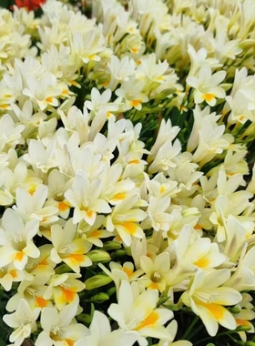 25年新球绿园花开原生小苍兰原白杂交香雪兰种球开花香矮小香花型