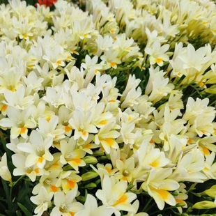 25年新球绿园花开原生小苍兰原白杂交香雪兰种球开花香矮小香花型