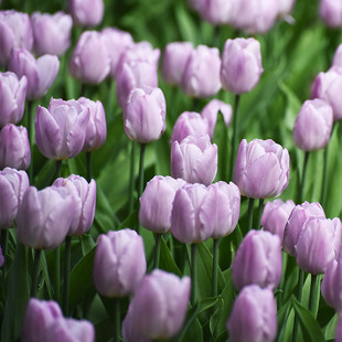 25年现货进口郁金香种球自然球10球糖果王子绿园花开庭院阳台盆栽