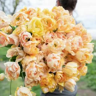 25年现货进口重瓣郁金香种球自然球绿园花开耐寒庭院阳台可水培