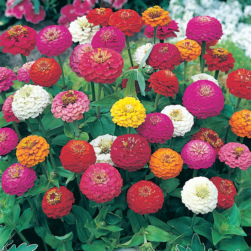 百日草种子花籽 绿园花开 节节高景观花种春秋播家庭园艺阳台易种
