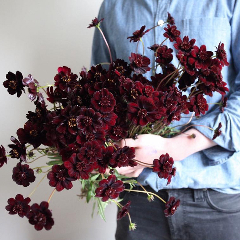 26年现货Cosmos进口巧克力秋英裸根花期长庭院多年生有巧克力味道