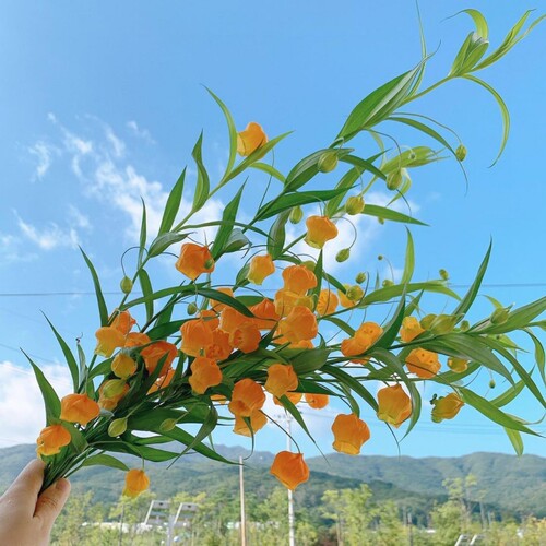 进口宫灯百合种球绿园花开