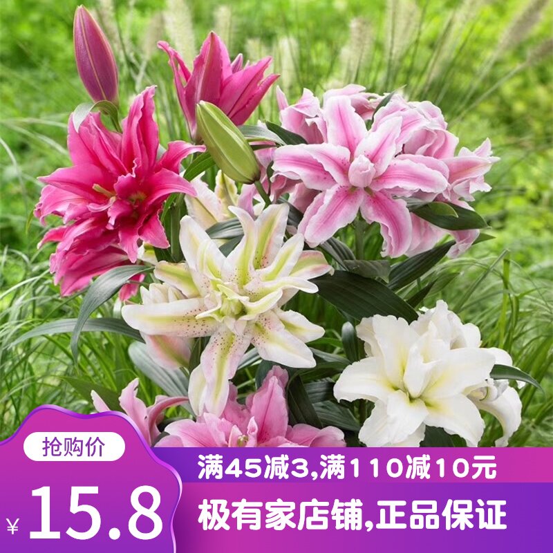 香水百合花种球包邮 图片 价格 多少钱 什么值得买