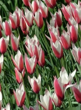 25年现货绿园花开进口原生郁金香种球复花易繁殖多年生更耐寒地栽