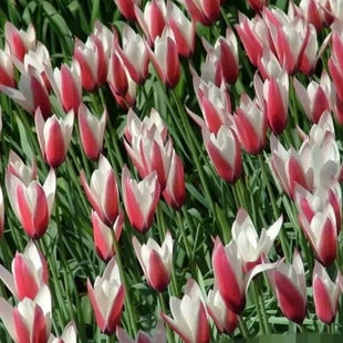 25年现货绿园花开进口原生郁金香种球复花易繁殖多年生更耐寒地栽