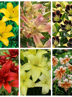 26年现货 特殊LA系列百合种球百合花球 耐寒多花易繁殖不需要春化