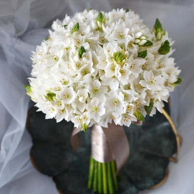 多年生种球绿园花开大花雀梅