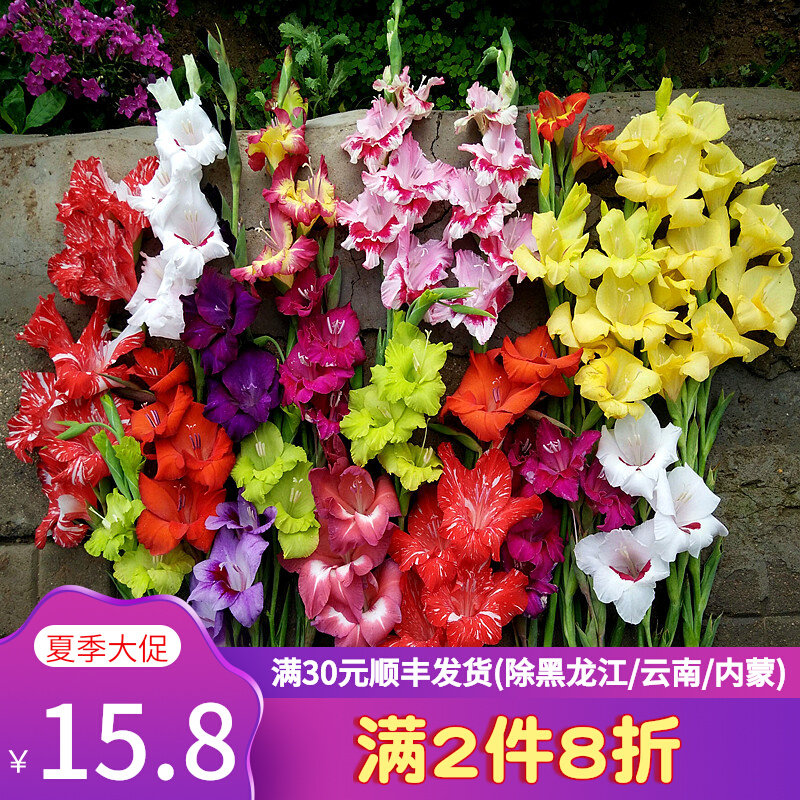 进口剑兰种球5球现货绿园花开唐菖蒲花种子庭院多年生切花剑兰_虎窝淘