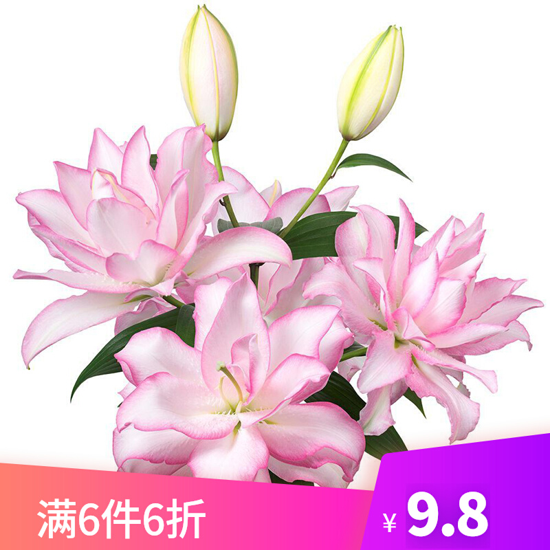 23年新球现货 进口重瓣百合种球 满3个包邮 庭院阳台盆栽百合花球