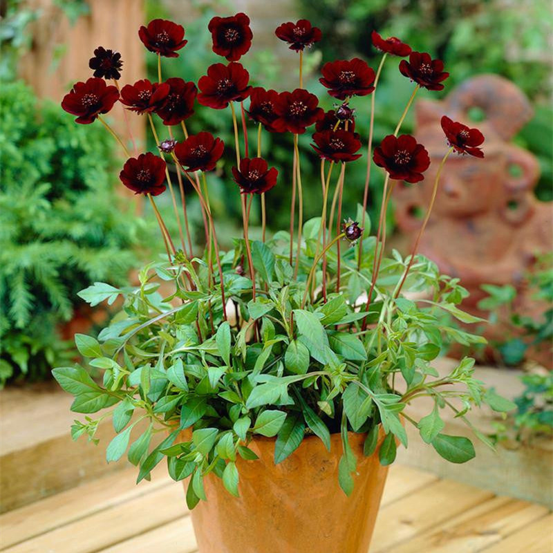 26年现货Cosmos巧克力秋英裸根块根花期长庭院多年生有巧克力味道