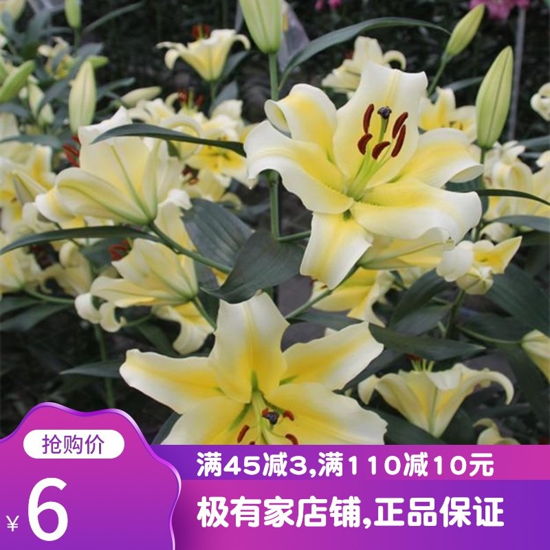 香水百合花种球包邮 图片 价格 多少钱 什么值得买