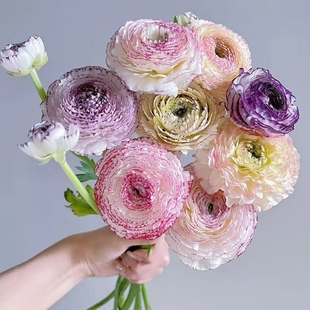 25年新球进口花谷花毛茛种球 典雅洋牡丹球根种绿园花开秋冬种球