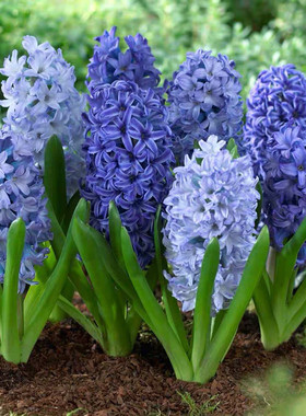 25年现货 荷兰进口风信子种球大球-蓝色系 绿园花开水培盆栽易养