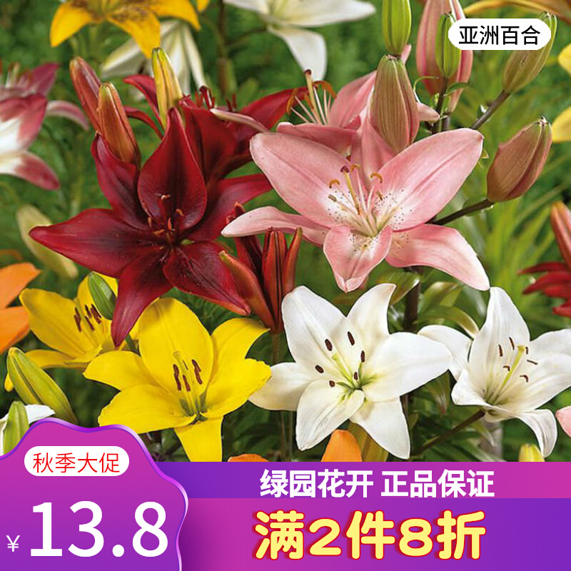 23年新球 绿园花开 3个进口亚洲百合种球矮生多头盆栽无香味百合
