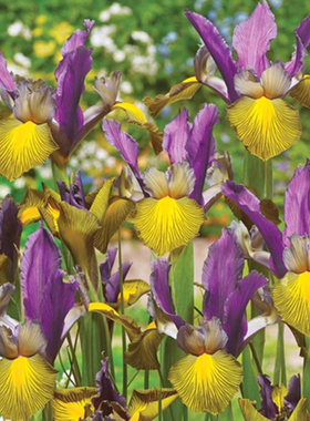 25年现货绿园花开荷兰球根鸢尾进口球根鸢尾种球多年生易繁殖秋季