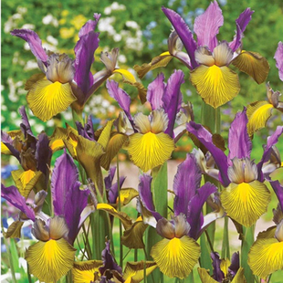 25年现货绿园花开荷兰球根鸢尾进口球根鸢尾种球多年生易繁殖秋季