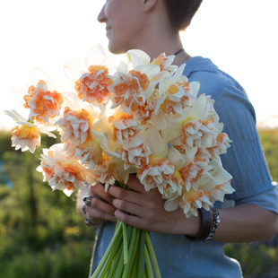 特价洋水仙10球装荷兰进口洋水仙种球进口水仙花球水培土培有香味