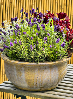 薰衣草种子 绿园花开春播秋播狭叶紫色香草花 阳台盆栽多年生耐寒