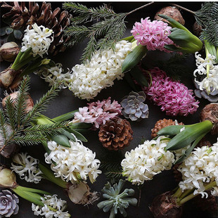 25年现货 开花有香味水培土栽多年生网红 进口风信子种球水培套餐