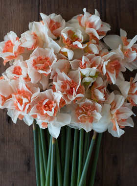 25年现货 3球装荷兰进口洋水仙种球 进口水仙花球水培土培有香味