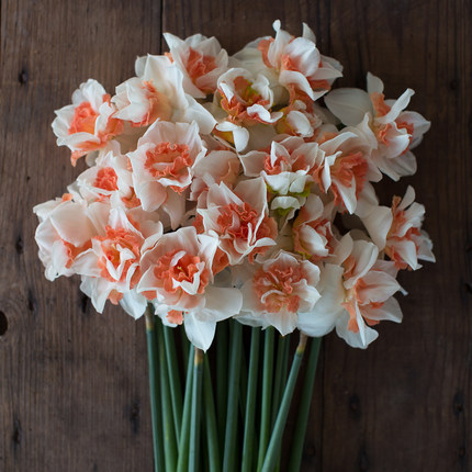 25年现货 3球装荷兰进口洋水仙种球 进口水仙花球水培土培有香味